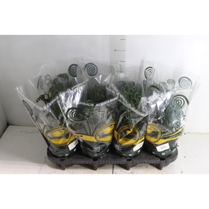 ALBUCA SPIRALIS P14 SEM FLOR