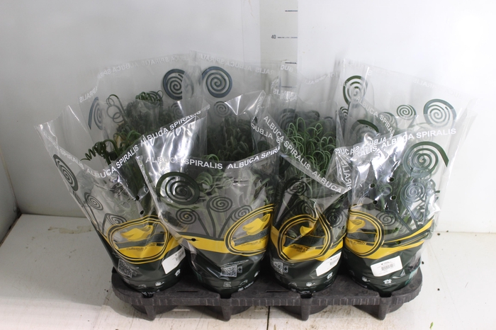 <h4>ALBUCA SPIRALIS P14 SEM FLOR</h4>