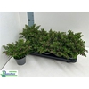 Cuph Hyssopifolia