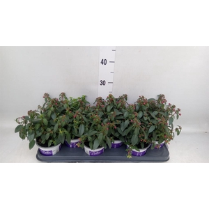 Fuchsia  'Bella Fuchsia Olivia'