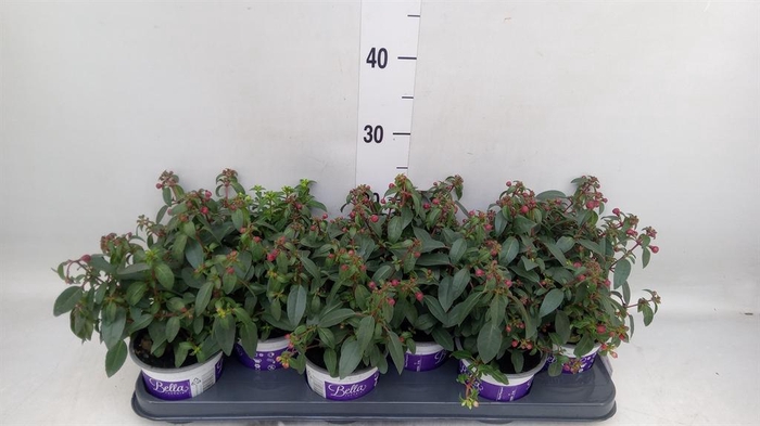 <h4>Fuchsia  'Bella Fuchsia Olivia'</h4>
