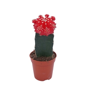 Gymnocalycium mihanov. 'Japan'  red