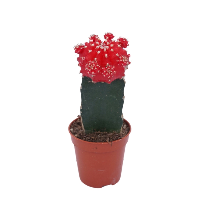 <h4>Gymnocalycium mihanov. 'Japan'  red</h4>