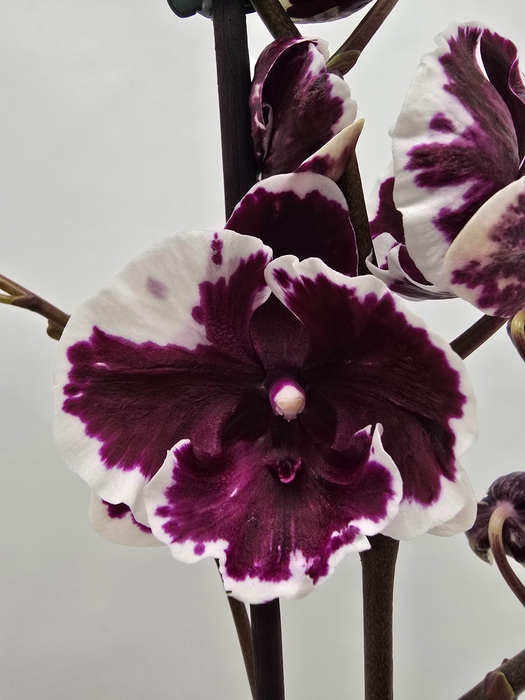 <h4>Limited 24 week 17</h4>