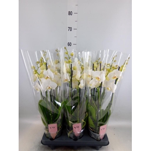 Phalaenopsis  'Ant Inverness'