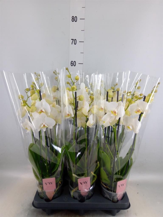 <h4>Phalaenopsis  'Ant Inverness'</h4>