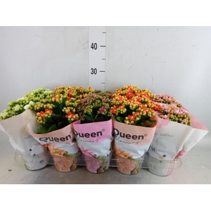 Kalanchoe blos.   ..rosebud mix GR
