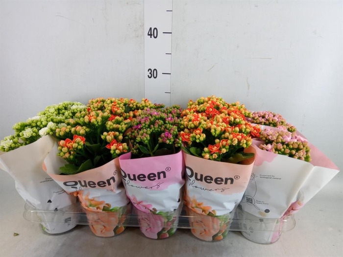 <h4>Kalanchoe blos.   ..rosebud mix GR</h4>