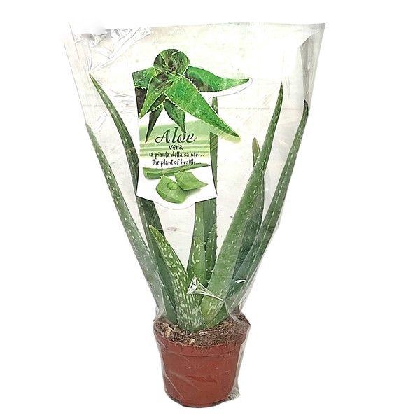 <h4>ALOE VERA</h4>