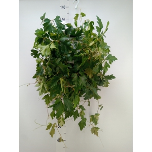 Cissus rhombifolia 'Ellen Danica'