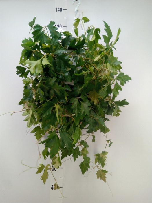 <h4>Cissus rhombifolia 'Ellen Danica'</h4>