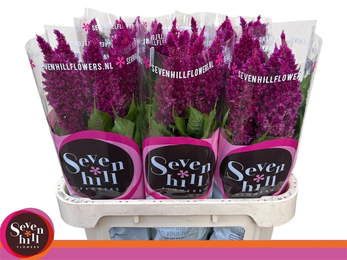 <h4>CEL P SUNDAY PURPLE</h4>