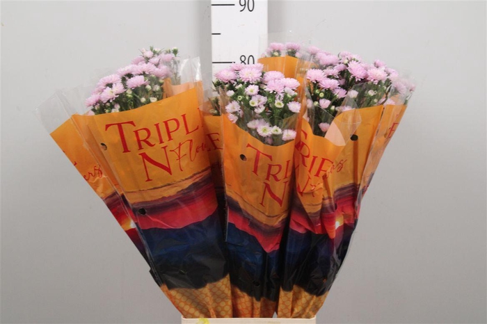 <h4>Ast Double Pink</h4>