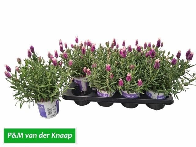 <h4>LAVAN S PINK SUMMER</h4>