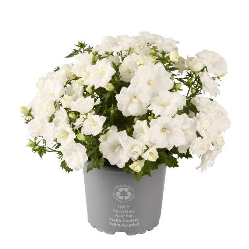 <h4>CAMPANULA-HYBRID p11 db wit</h4>