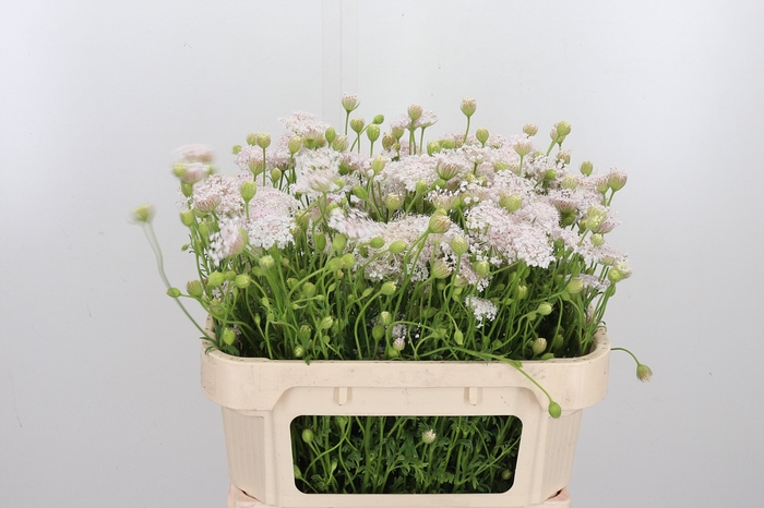 <h4>Didiscus Roze</h4>
