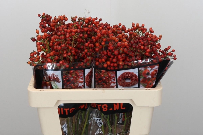 <h4>ROSA AUT ROSEFRUITS</h4>