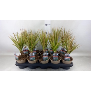 Dracaena marg. 'Bicolor'