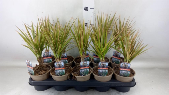 <h4>Dracaena marg. 'Bicolor'</h4>