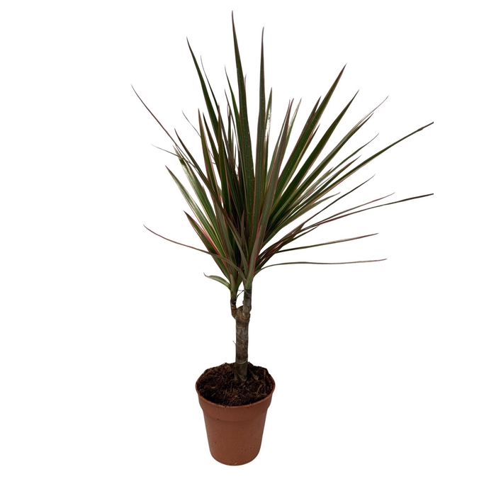 <h4>Dracaena marg.</h4>