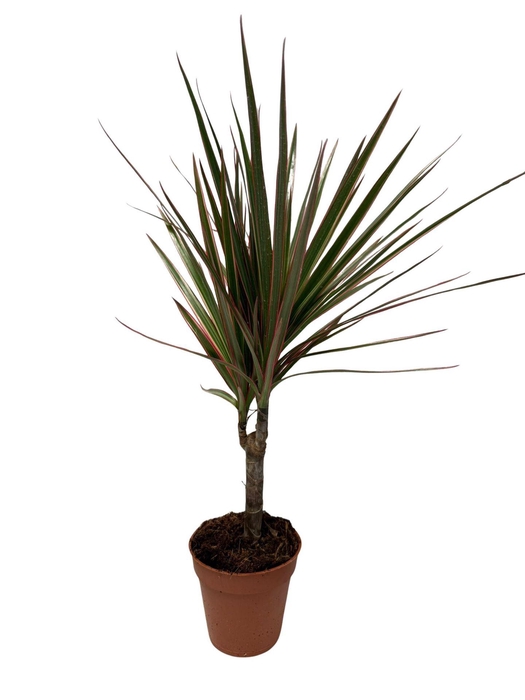 Dracaena marg.