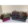Calluna vulgaris balkon 25