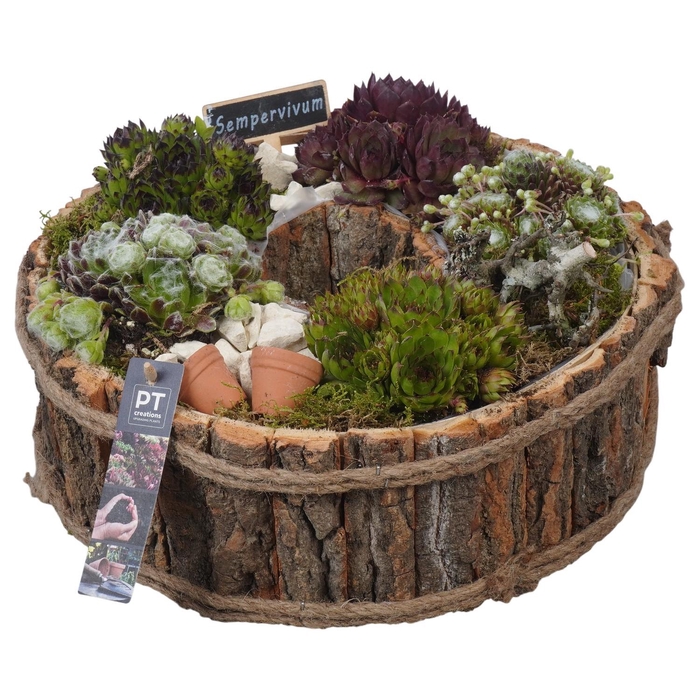 <h4>PTS7467 Arrangement Sempervivum in houten bak</h4>