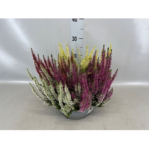 Calluna vulg. 'Beauty L Quattro'