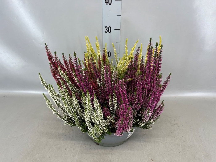 <h4>Calluna vulg. 'Beauty L Quattro'</h4>