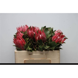 PROTEA CY MADIBA