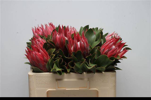 <h4>PROTEA CY MADIBA</h4>