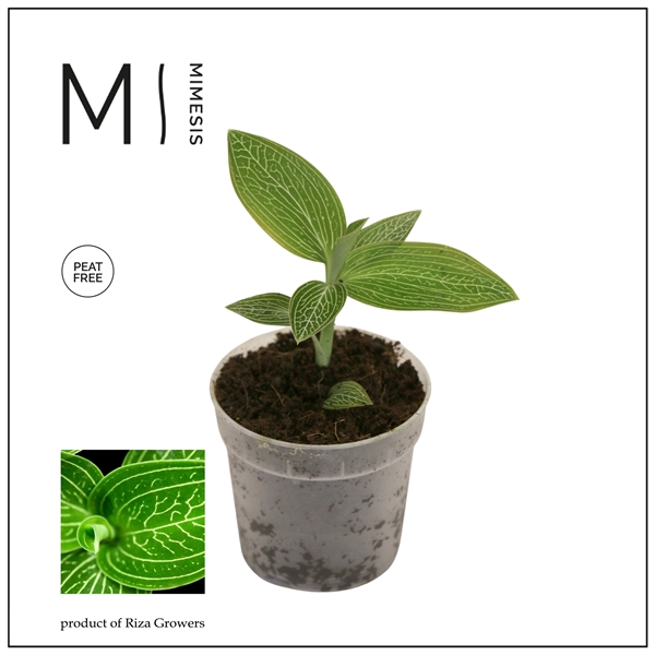 <h4>Mimesis Jewel Orchid KARMA Ludisia Jade - 7cm</h4>