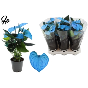 Anthurium 12 cm Make-Upz blue - in Couture Sleeve Black