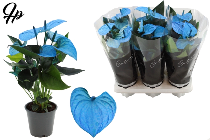 <h4>Anthurium 12 cm Make-Upz blue - in Couture Sleeve Black</h4>
