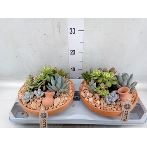 Arr.  Succulents H%