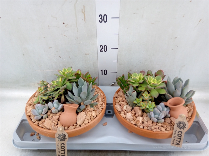 <h4>Arr.  Succulents H%</h4>