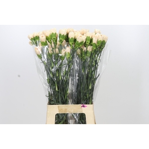 Dianthus St Apple Tea