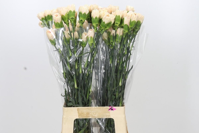 <h4>Dianthus St Apple Tea</h4>
