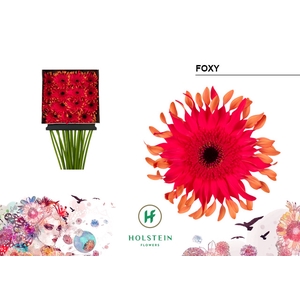 Gerbera Pasta Foxy Diamond Per Kaart