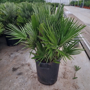 Chamaerops vulcano