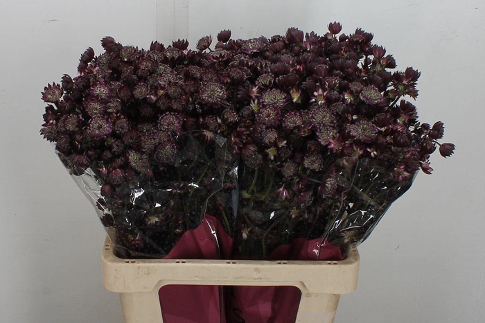 <h4>Astr Star Of Love 60cm</h4>