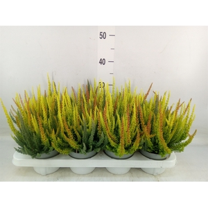 Calluna vulg. 'Skyline'   ...mix 3