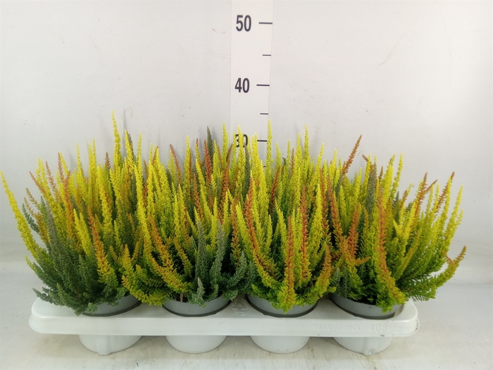 <h4>Calluna vulg. 'Skyline'   ...mix 3</h4>