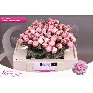 Paeonia Sarah Bernhardt | Heavy Quality
