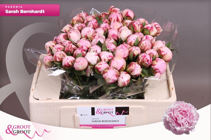 <h4>Paeonia Sarah Bernhardt | Heavy Quality</h4>