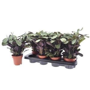 Ctenanthe Amagris
