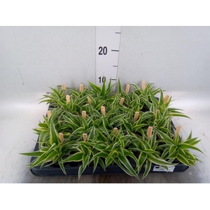Chlorophytum com. 'Ocean'