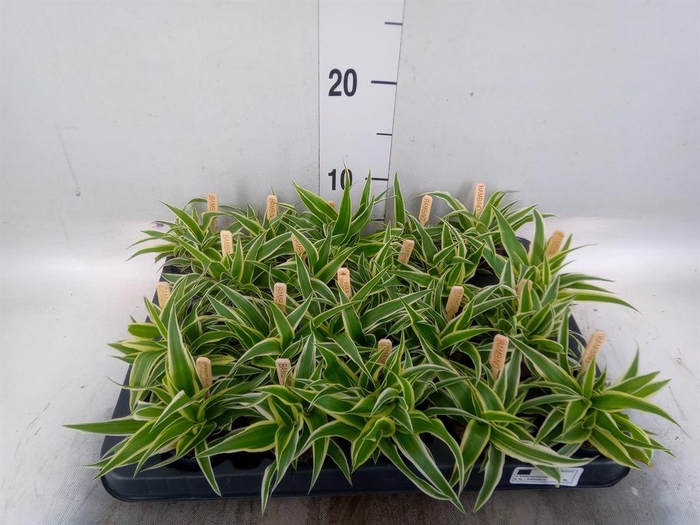 <h4>Chlorophytum com. 'Ocean'</h4>