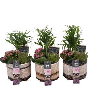 PTIB6430 Arrangementen kamerplanten