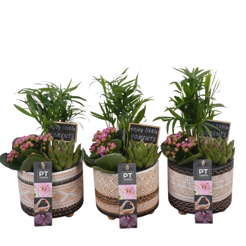 <h4>PTIB6430 Arrangementen kamerplanten</h4>